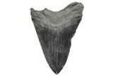 Fossil Megalodon Tooth - South Carolina #325718-1
